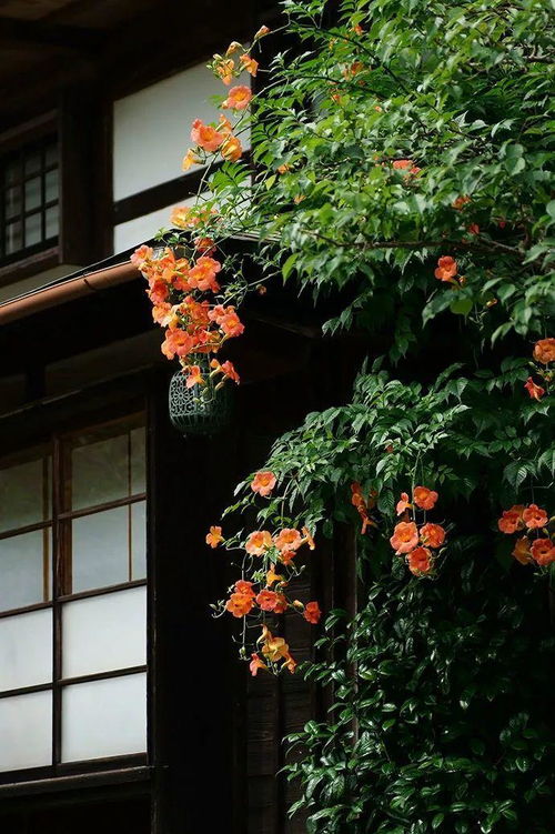 夏日物候 六月凌霄 几禾花舍 