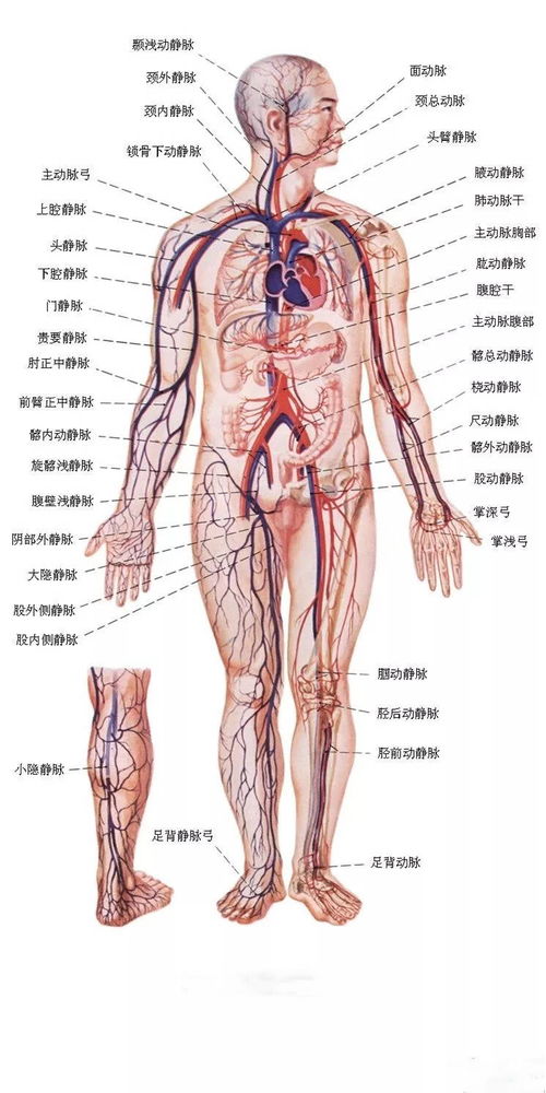 手相看五脏六腑怎么看