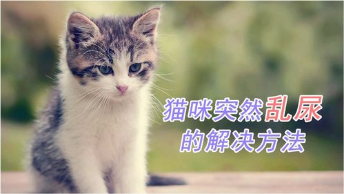 猫乱尿的解决办法(猫乱尿的解决办法有哪些)