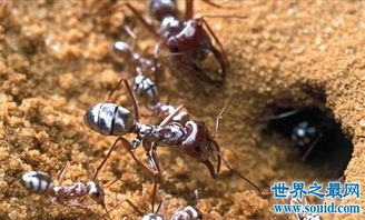 世界十大可怕蚂蚁,每一种都让人毛骨悚然 