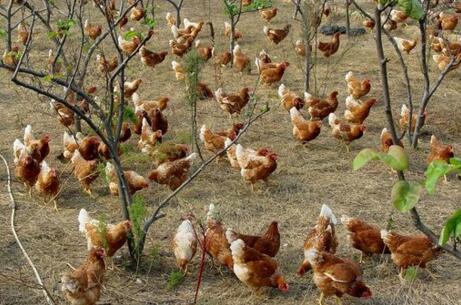 中国养鸡最大的上市公司在哪个省