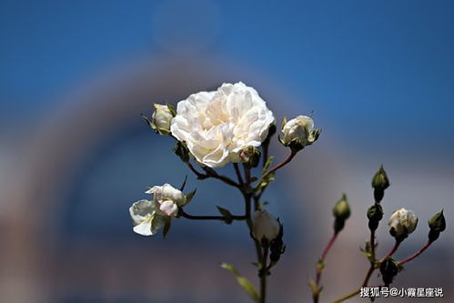 摩羯座三月的桃花运如何？摩羯座三月爱情运势(摩羯3月爱情运势)