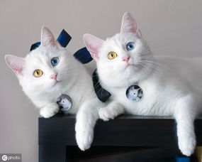 趣闻 天生丽质难自弃,双胞胎波斯猫姐妹花成全球网红