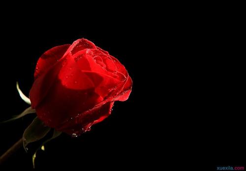 摩羯座之金色玫瑰，摩羯座玫瑰的花语(摩羯座的幸运花是什么花语是什么)