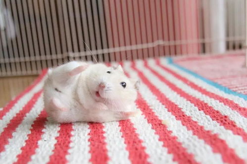 日本一网友养了一只小仓鼠,像极了卡通人物,吃个东西都可爱到爆炸 又来骗我养小仓鼠 