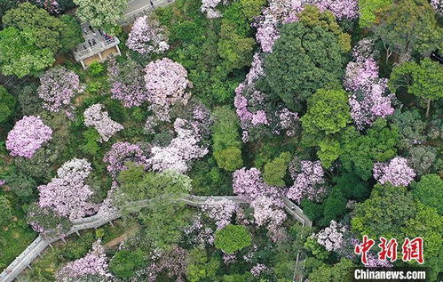 深圳免费停车场大望,2018深圳梧桐山毛棉杜鹃花会交通攻略