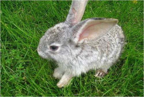生肖兔的后半辈子 尤其是75年的,多少年才可以享清福