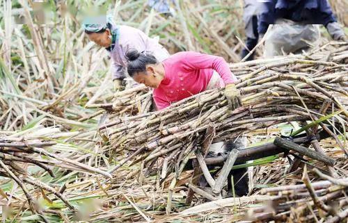 甘蔗收购价高 蔗农的心里甜