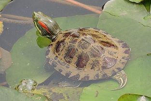 小乌龟冬眠时要加水吗 