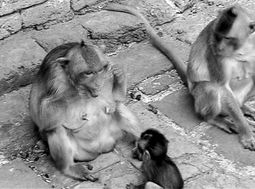 母猴教幼猴用工具刷牙 