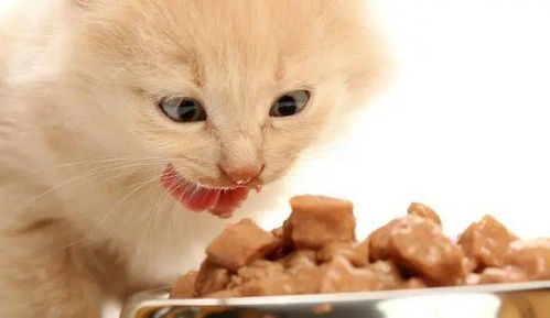 宠物救助领养 猫不能按时吃饭,按时吃饭,反而会害了猫