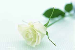 白色玫瑰代表什么,白色玫瑰代表什么意思？