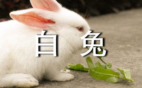 小白兔的特点
