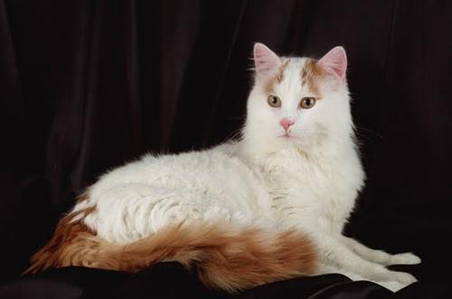国宝级小猫咪,随意贩卖牢底坐穿,身价超级高的土耳其梵猫