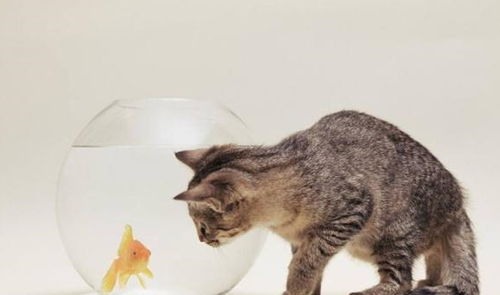 猫为什么爱吃鱼 一个陆地动物一个海洋动物,有什么历史关连
