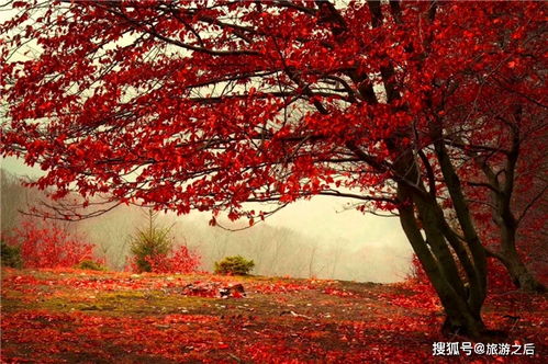 杭州一个天然林场,余杭人民的后花园,秋天是色彩的海洋