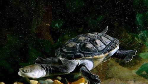 地地球上脖子最长的乌龟,脖子比身体还要长,现在不少人饲养