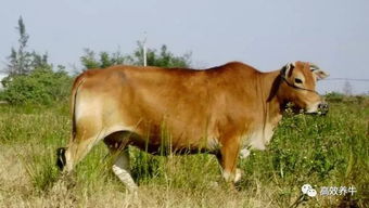 中国每年养牛拨款60亿 为什么还是生产不出优质牛肉