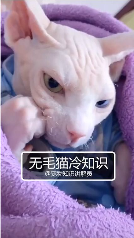 宠物科普 无毛猫冷知识,破坏神真的爱搞破坏吗 