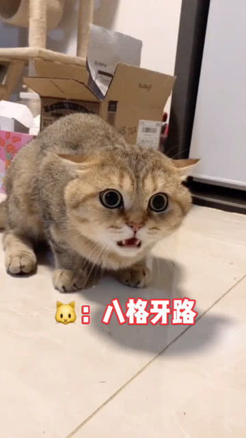 会说日语的猫咪 
