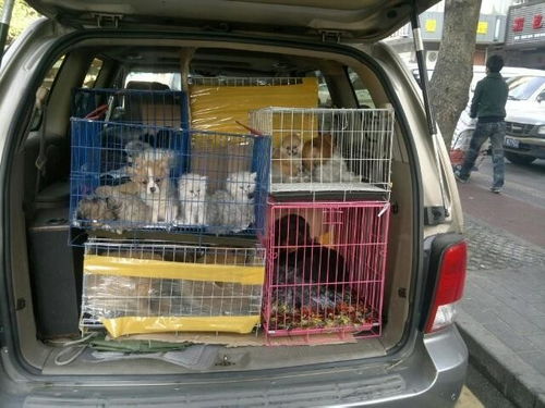 上海到台州国内宠物托运价格 上门取件