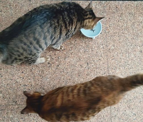 养猫多年,终于发现让猫喝水的好方法,还有一个小妙招屡试不爽