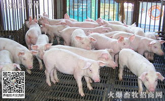 7月17日生猪价格,今日猪价开始转向稳中涨跌调整态势