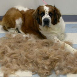 宠物一年四季都掉毛,满屋飞毛,自从家里有了它,真的太干净了