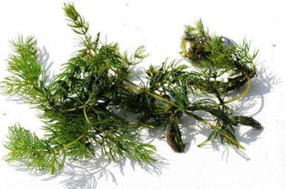金鱼藻的生长习性