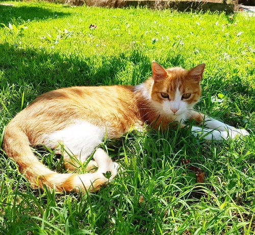 猫晒太阳的5个误区,猫不能直晒超过40分钟,80 猫要避风处晒太阳