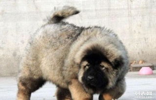 今日特价 纯种俄罗斯巨型高加索犬 狼青色 灰色都有