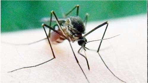 蚊子讨厌的蚊子到底什么时候灭绝,老是晚上咬你,教你一招它必死 