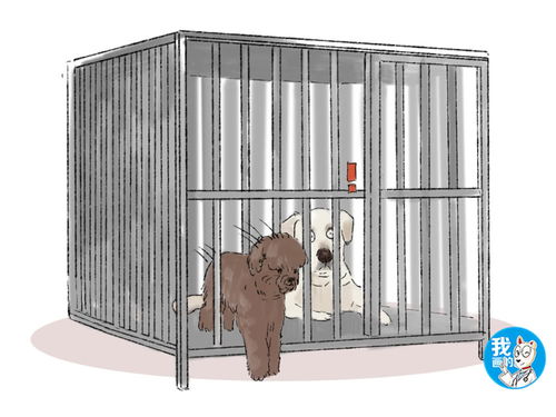 主人把两只狗关在笼子里,可发现泰迪总溜出来,看了监控后笑出声