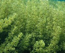 海藻是什么植物,海藻类植物是什么