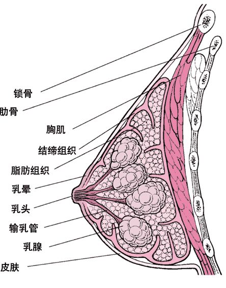 传递粉红丝带,关注女性乳房健康