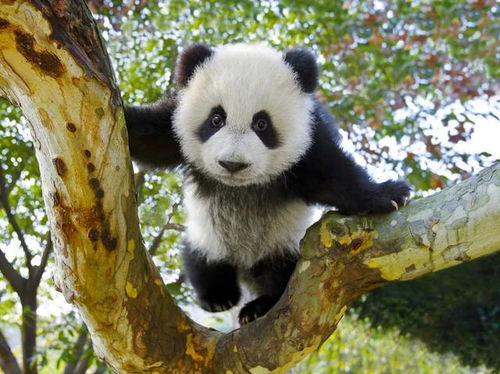 野生大熊猫有无可能自行迁徙到邻国,成为非中国独有物种