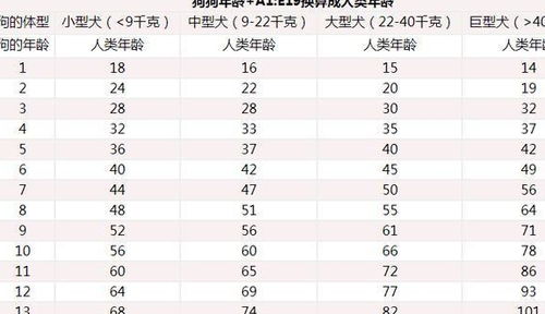 狗狗刚开始变老,很多人都看不出来,狗狗变老的6个迹象