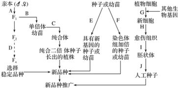 红细胞生成素 EPO 是人体内促进红细胞生成的一种糖蛋白.可用于治疗肾衰性贫血等疾病.目前临床使用的是重组人红细胞生成素.其简易生成流程如图所示. 1 图中①所指的物质是 