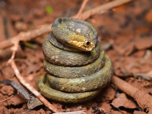 超级可爱的小蛇蛇