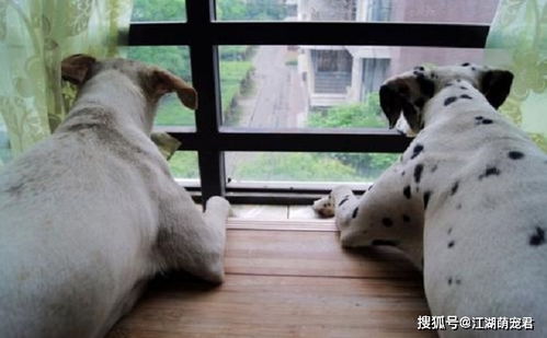 狗狗喜欢看窗外,是向往自由吗 其实原因不止这个