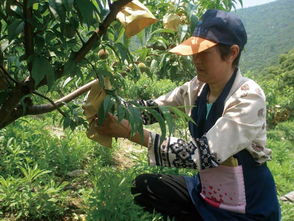 茅桃穿上 防护衣 