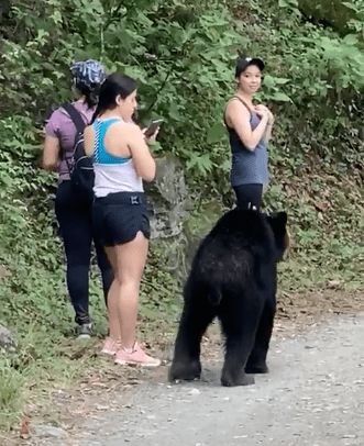 美女爬山惨遭黑熊强抱 拍腿 轻拉要抢压寨夫人,她竟还自拍