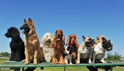 七种最常见的狗狗取名大法 你家狗狗名字是不是这样取的呢
