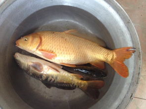 这两条鱼能吃吗 大的好像是红鲤鱼,有五六斤,旁边那个鱼是变异的 怎么只有部分鱼鳞且大小不一 