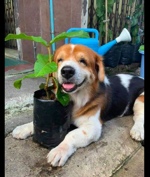 爸爸想要卖盆栽,请狗狗来当模特拍照片,笑容也实在是太甜了吧