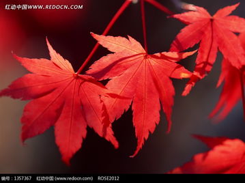 阳光下的红色枫叶图片免费下载 红动网 
