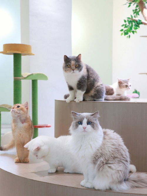 在烟台山 可以撸猫喝咖啡的宠物店 