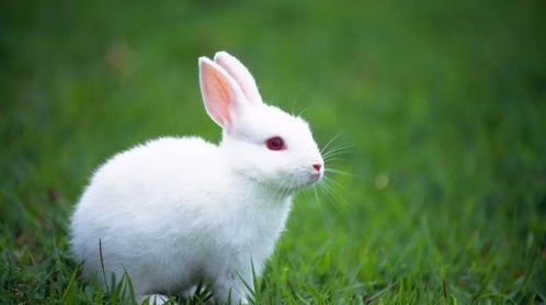 同样是驯化的动物,兔子为何没有成为人类的主要肉食来源