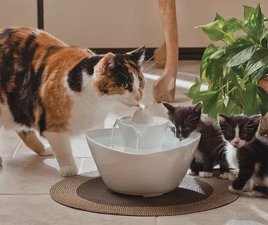 家里的猫咪不爱喝水怎么办 