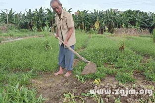 梦见庄稼地边上有蔬菜(梦见地里有蔬菜)